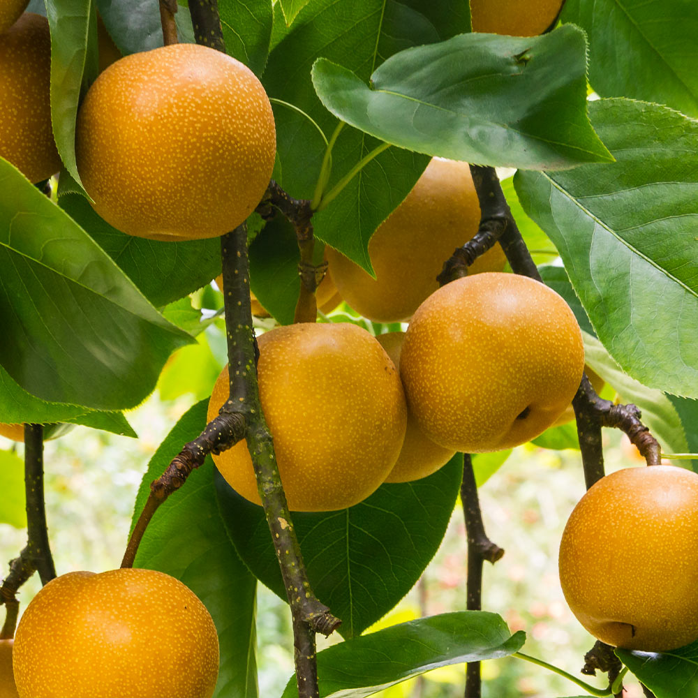 20th Century (Nijisseiki) Asian Pear Tree