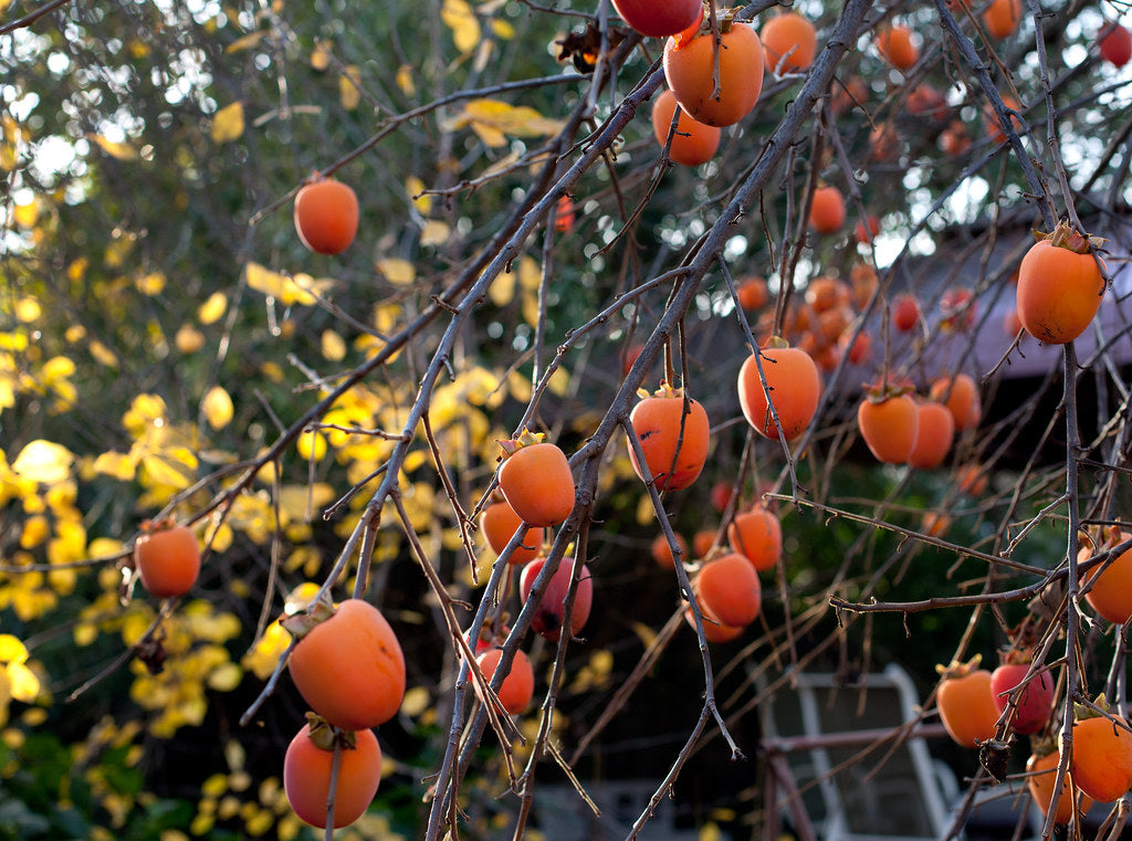 Persimmon Trees