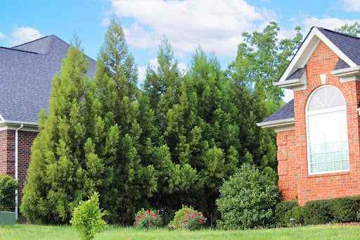 An evergreen pack is an easy, cost-effective way to get quick privacy