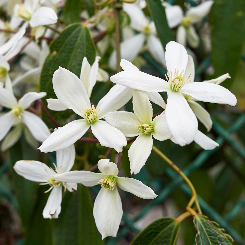 Armandii Snowdrift Clematis