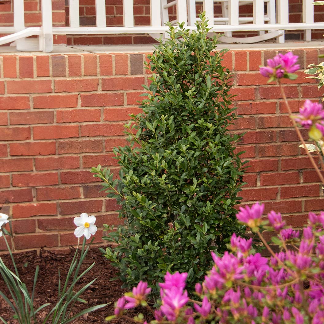 Arrow Point® Japanese Holly