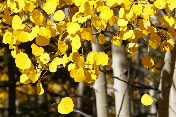 Aspen Trees