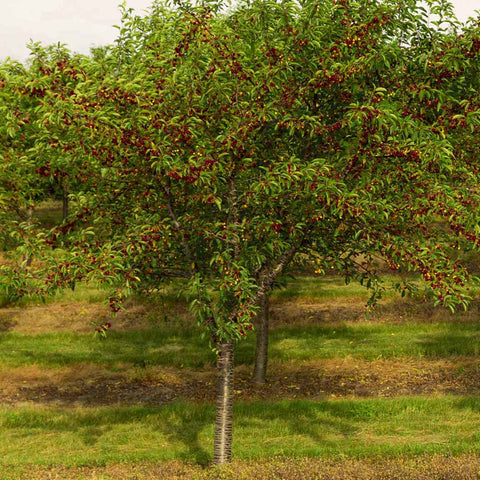 cherry tree planting
