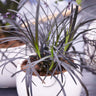 Black Mondo Grass