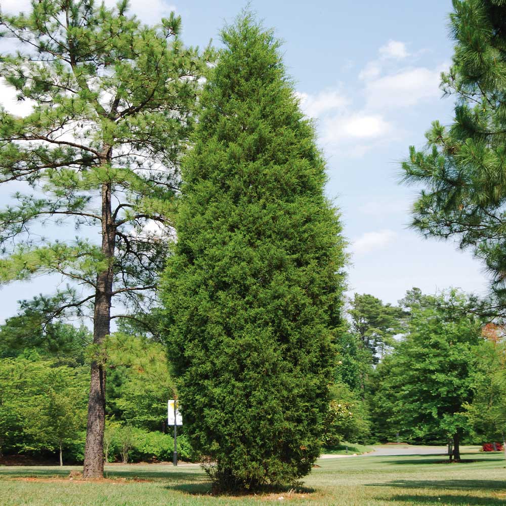 Brodie Eastern Red Cedar Tree