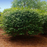 Dwarf Burning Bush