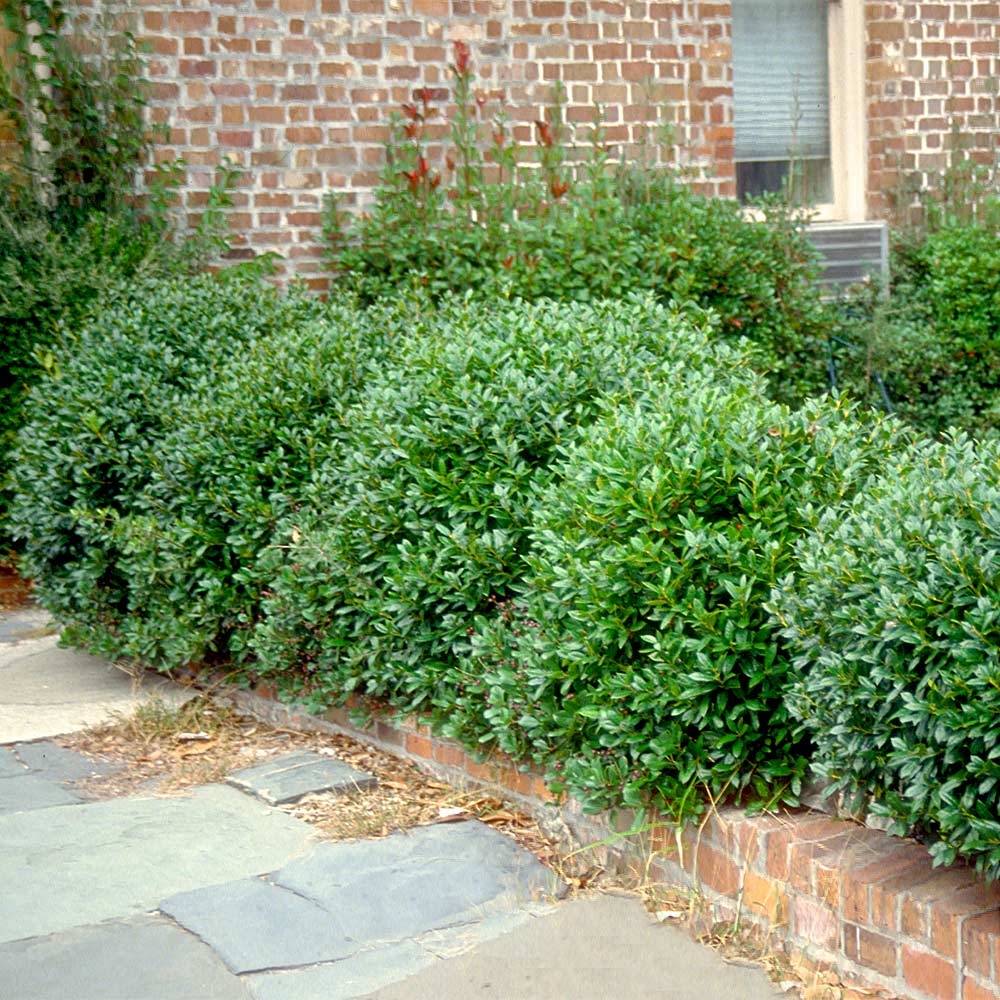 Carissa Holly Shrub
