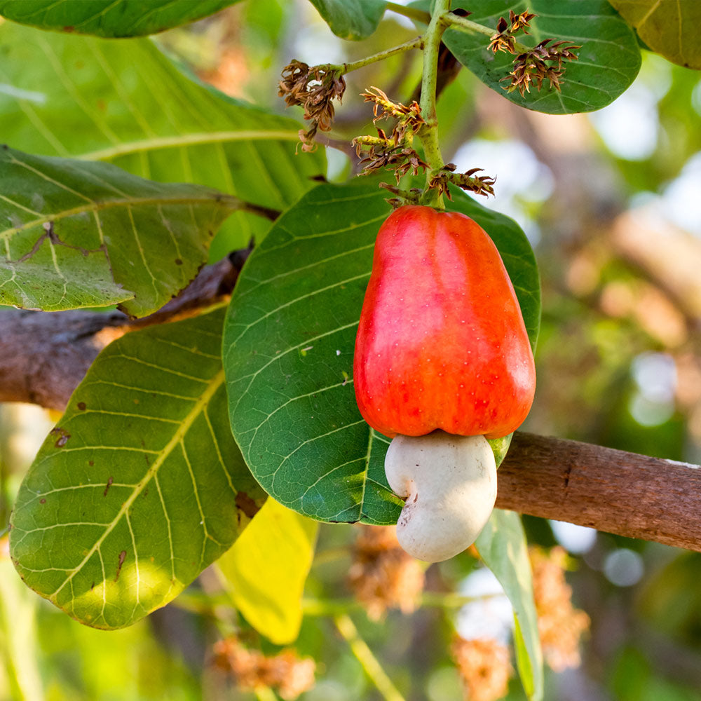 Cashew Tree