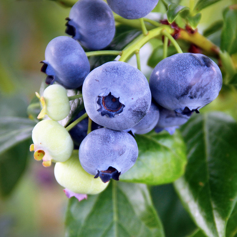 Climax Blueberry Bush