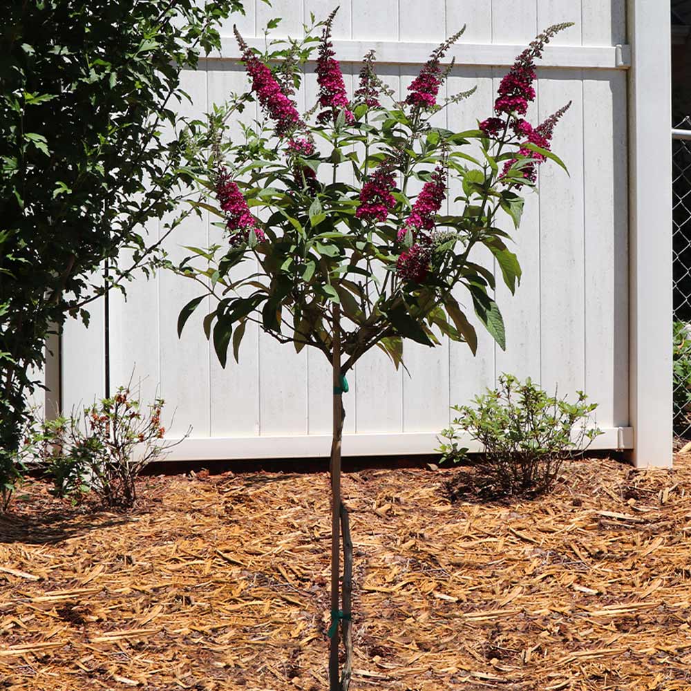 CranRazz Butterfly Bush (Tree Form)