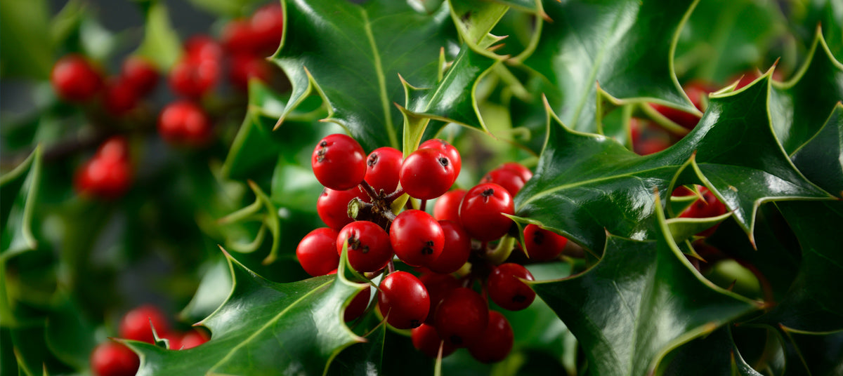 Holly Trees