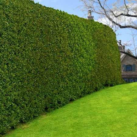 American Holly
