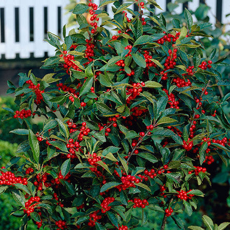 Winter Red Winterberry Holly