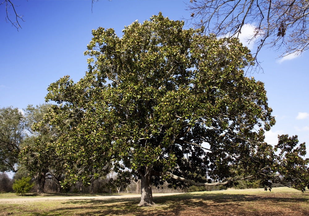 Magnolia Trees