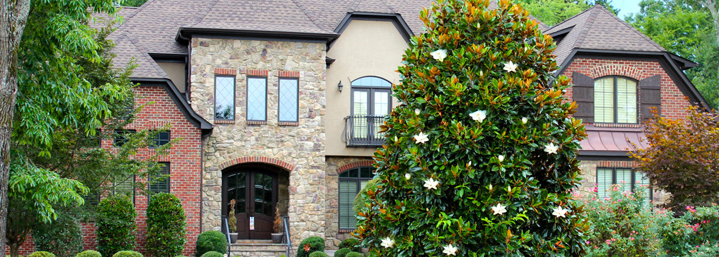 Magnolia Trees