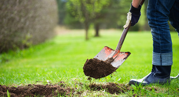 Planting Holly Trees