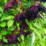 Elderberry Plant