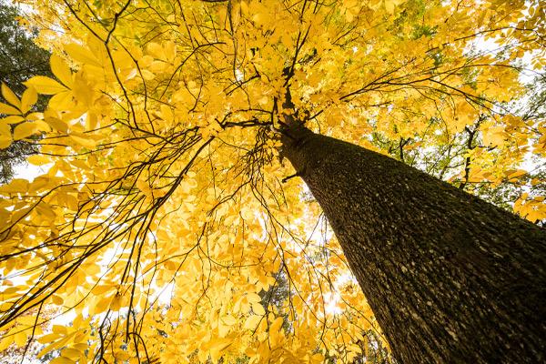 Elm Trees