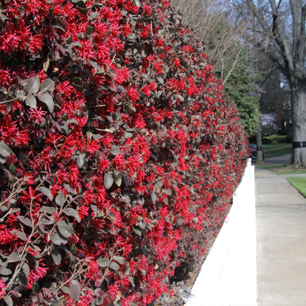Ever Red' Loropetalum Shrub