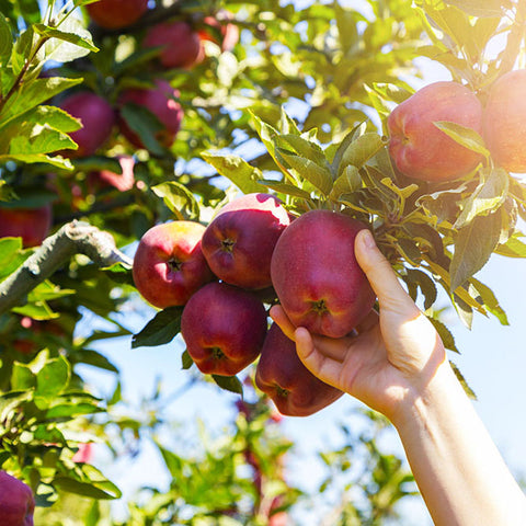 Ripe red apples ready for picking from apple tree