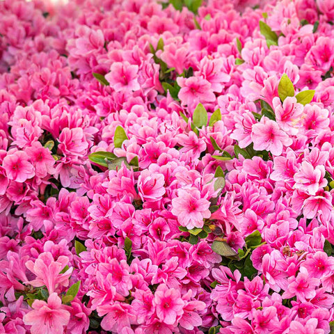 azalea shrubs