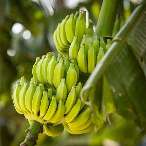 bananas on tree