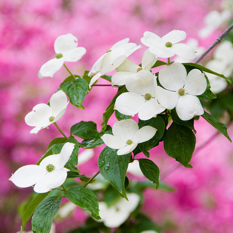 dogwood tree with flowers