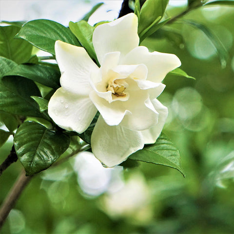 gardenia