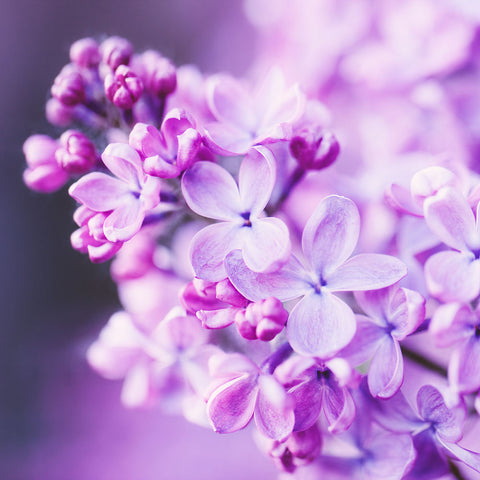 lilac shrub