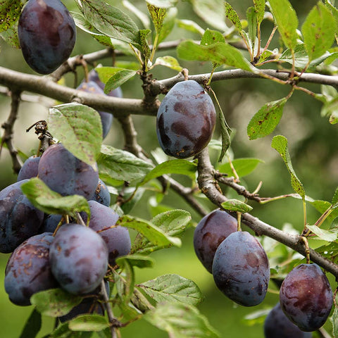 plum tree with fruit