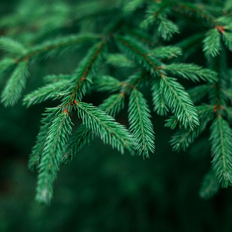 spruce trees