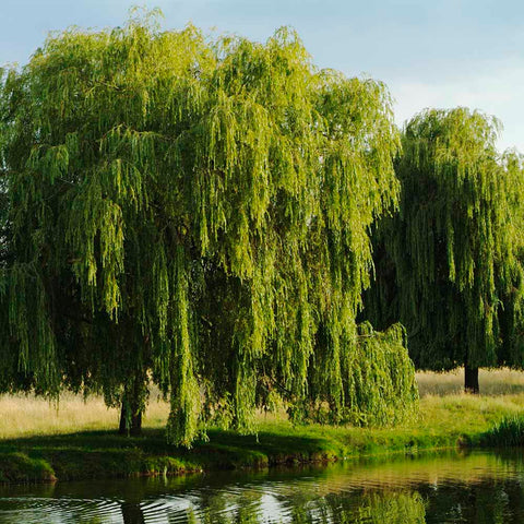 Willow trees