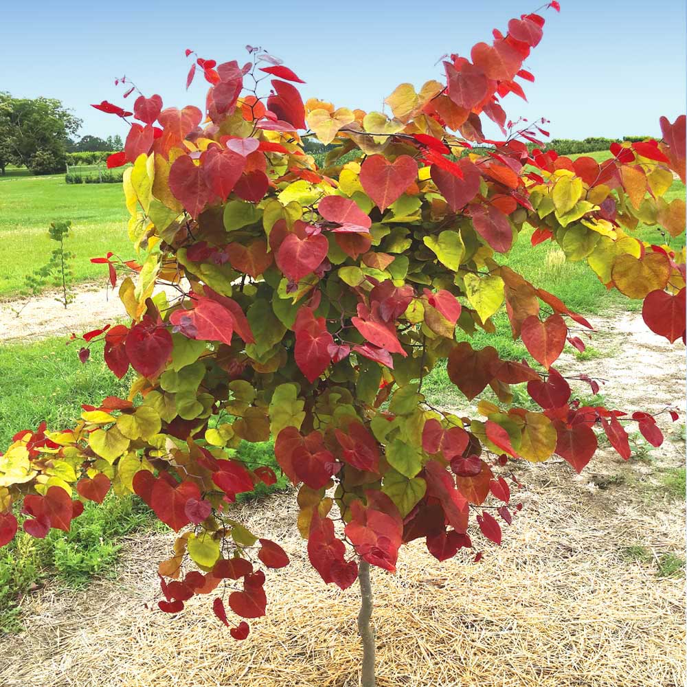 Flame Thrower® Redbud Tree