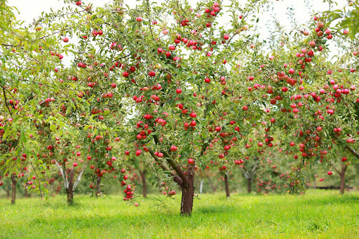 For fruit trees that are not self-fertile, like apple trees, you’ll want to plant a pollinator in order to get fruit