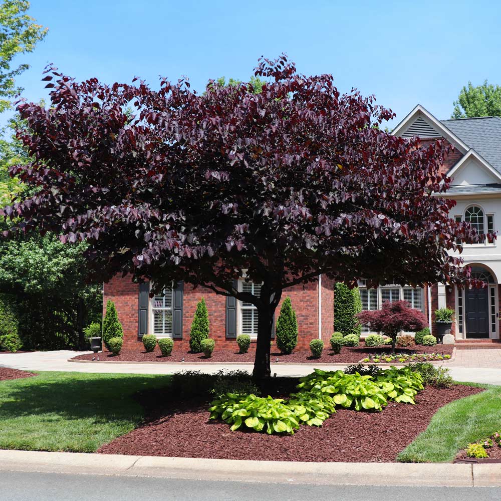 Forest Pansy Redbud