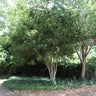 Fragrant Tea Olive Tree