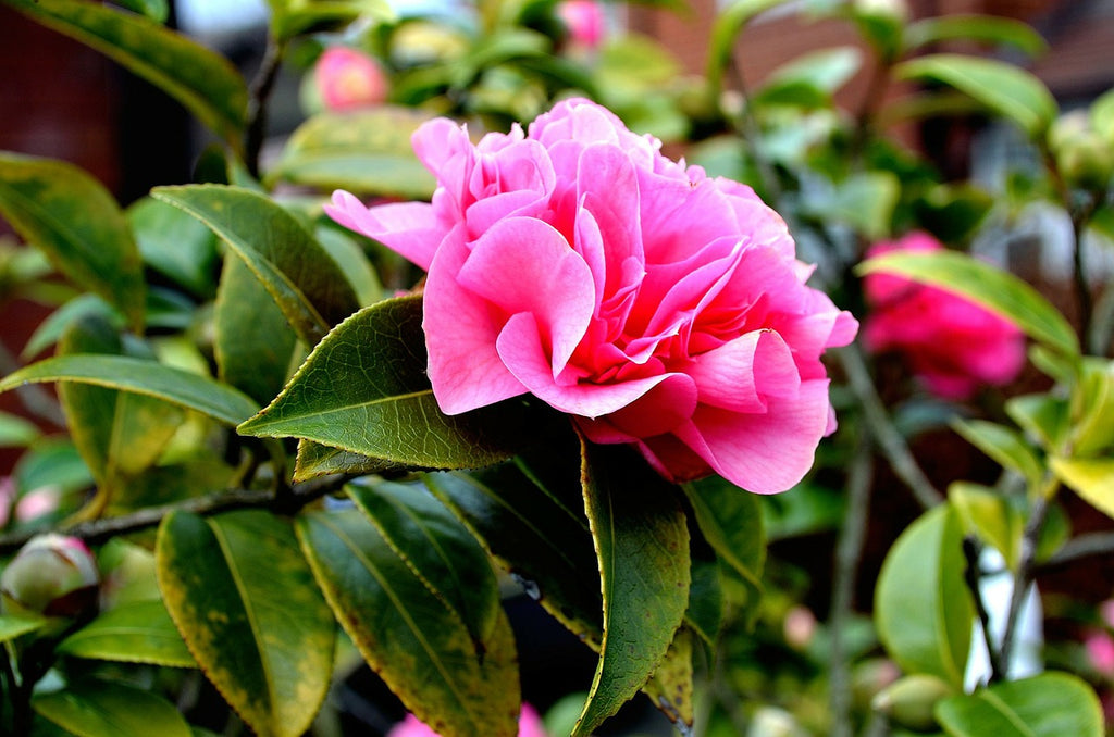 Gift Trees and Gift Plants