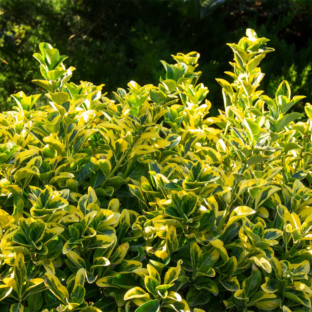Golden Euonymus Shrub