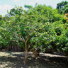 Ruby Supreme' Guava Tree