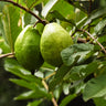 Ruby Supreme' Guava Tree