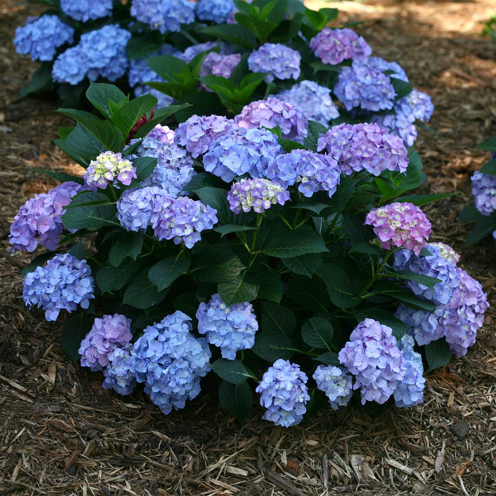 Let's Dance® Blue Jangles Hydrangea Shrub