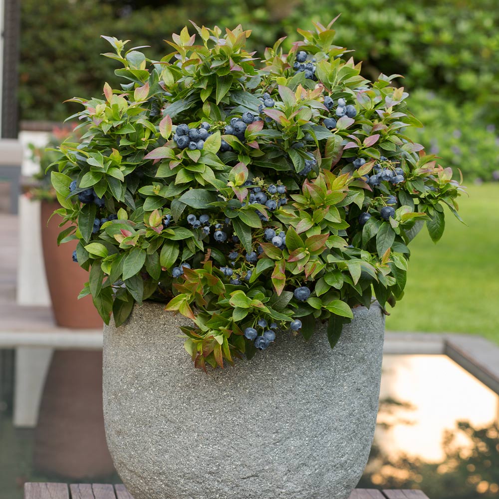 Bushel and Berry® Jelly Bean® Blueberry Bush