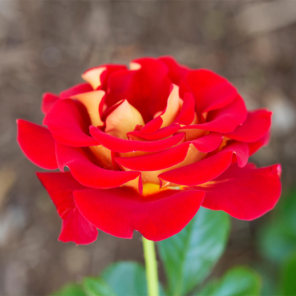 Ketchup & Mustard Rose Tree