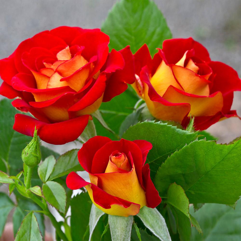 Ketchup and Mustard Rose Shrub