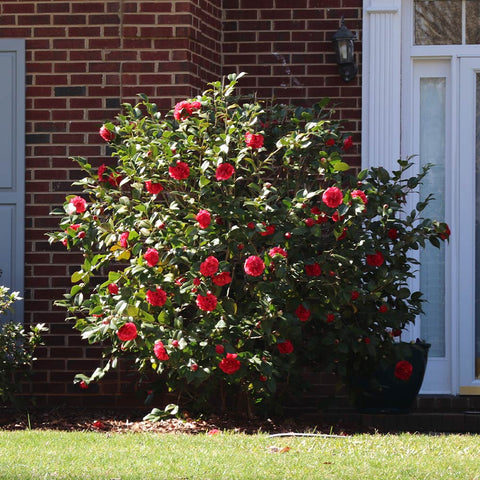 camellia flower plant