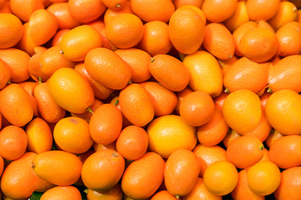 Kumquat Trees