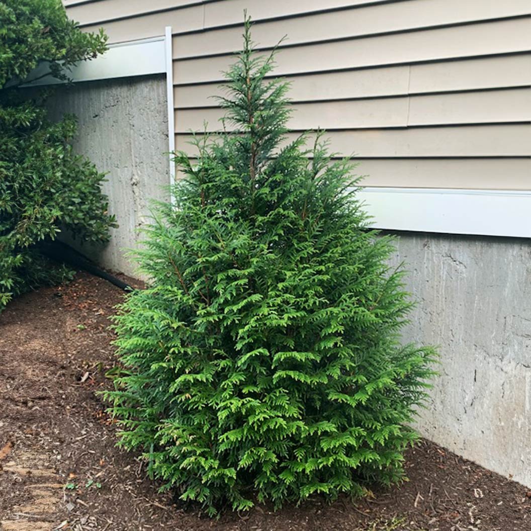 Leprechaun™ Arborvitae Tree