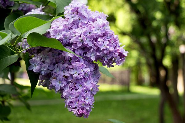 Lilac TRees
