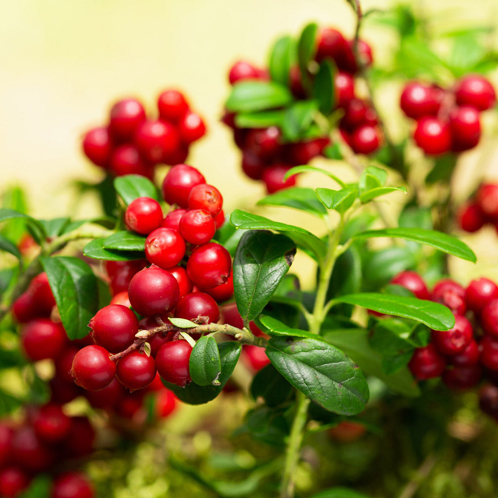 Lingonberry Plant