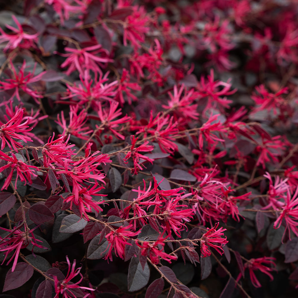 Cerise Charm Loropetalum